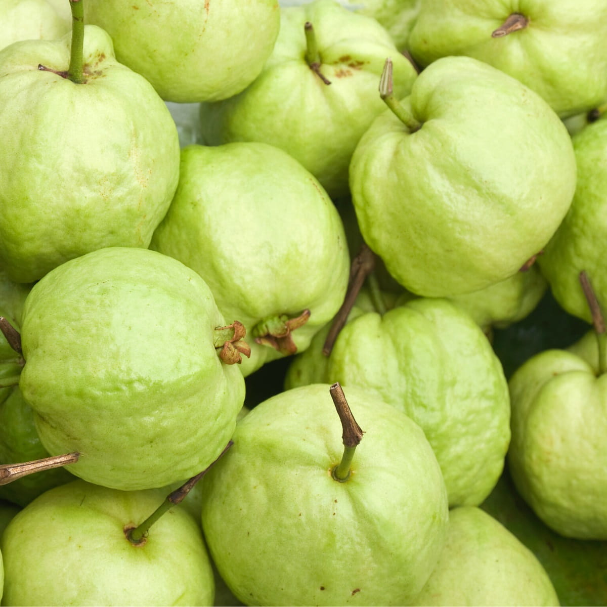 Guavas