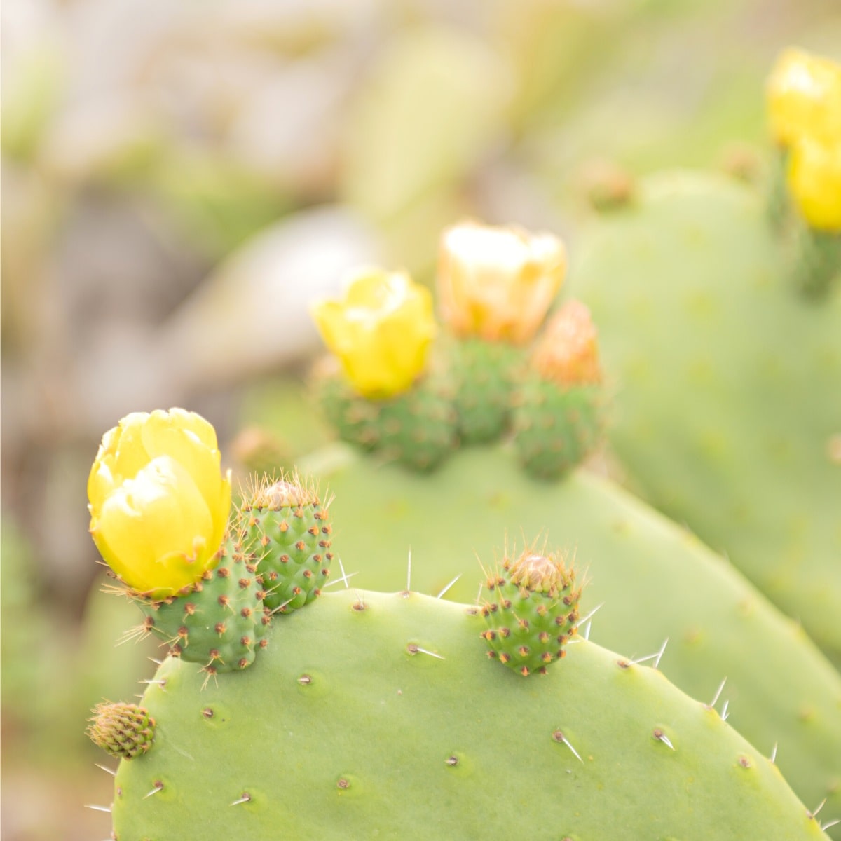 Nopal cactus flower