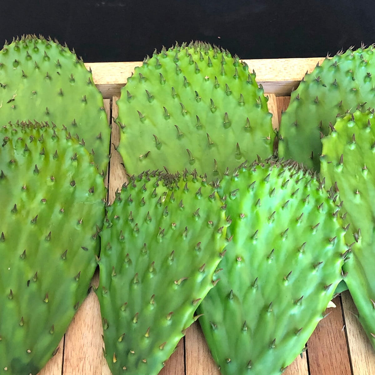 Nopal cactus paddles