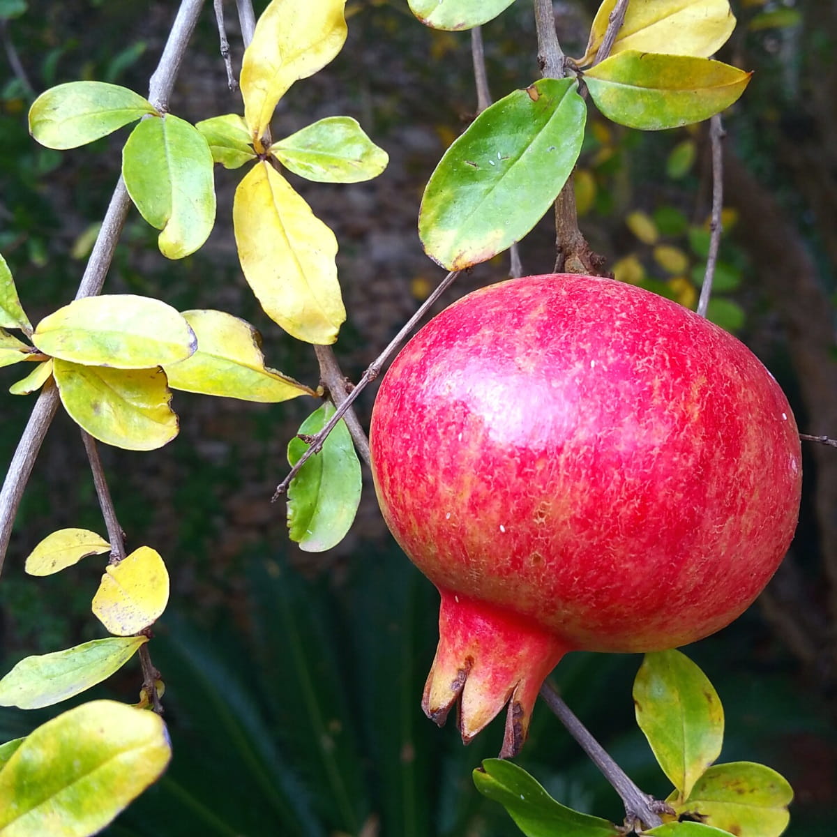 Pomegranate on a tree