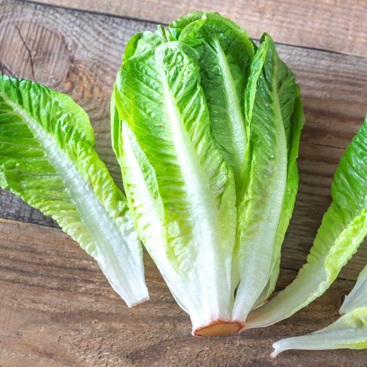 Romaine lettuce