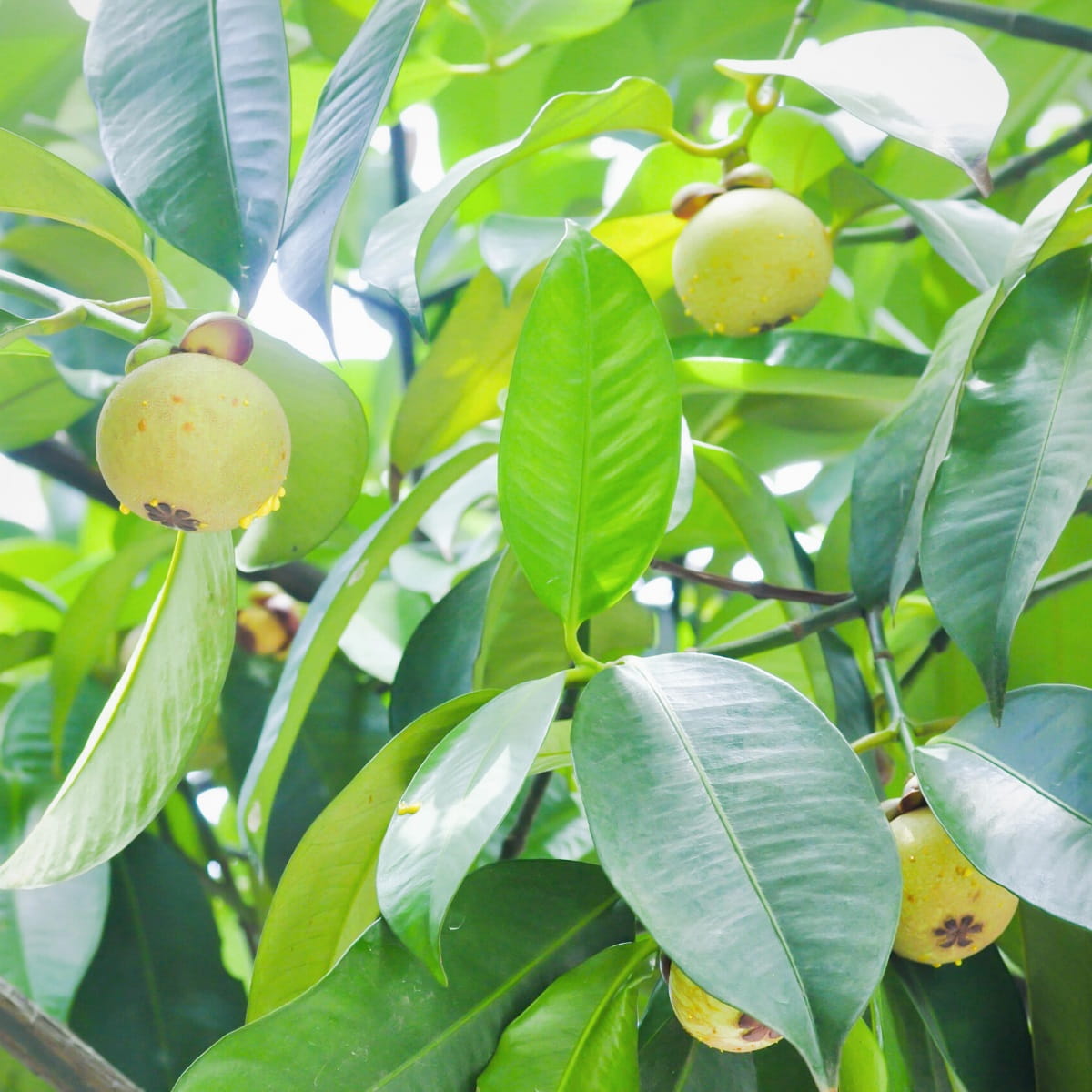 Mangosteen tree (Garcinia mangostana)