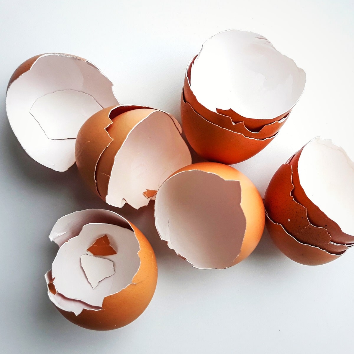 Eggshells