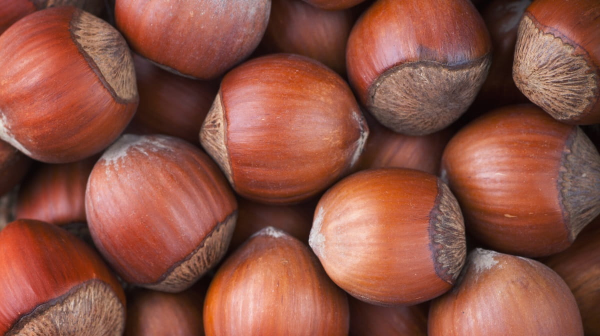 15 Popular Types of Nuts (Including Pictures)