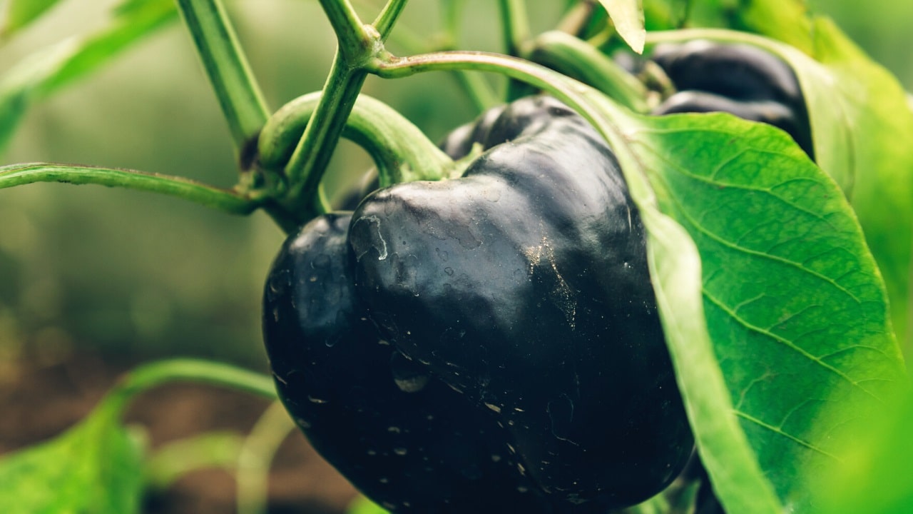 Black vegetables