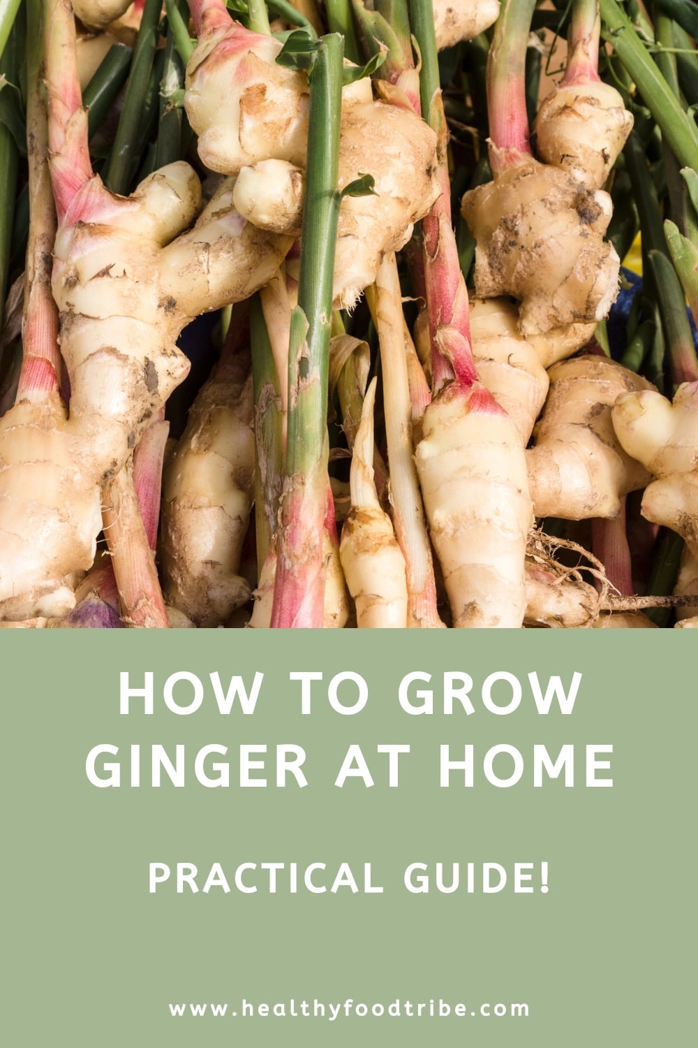How to grow ginger at home (practical guide)