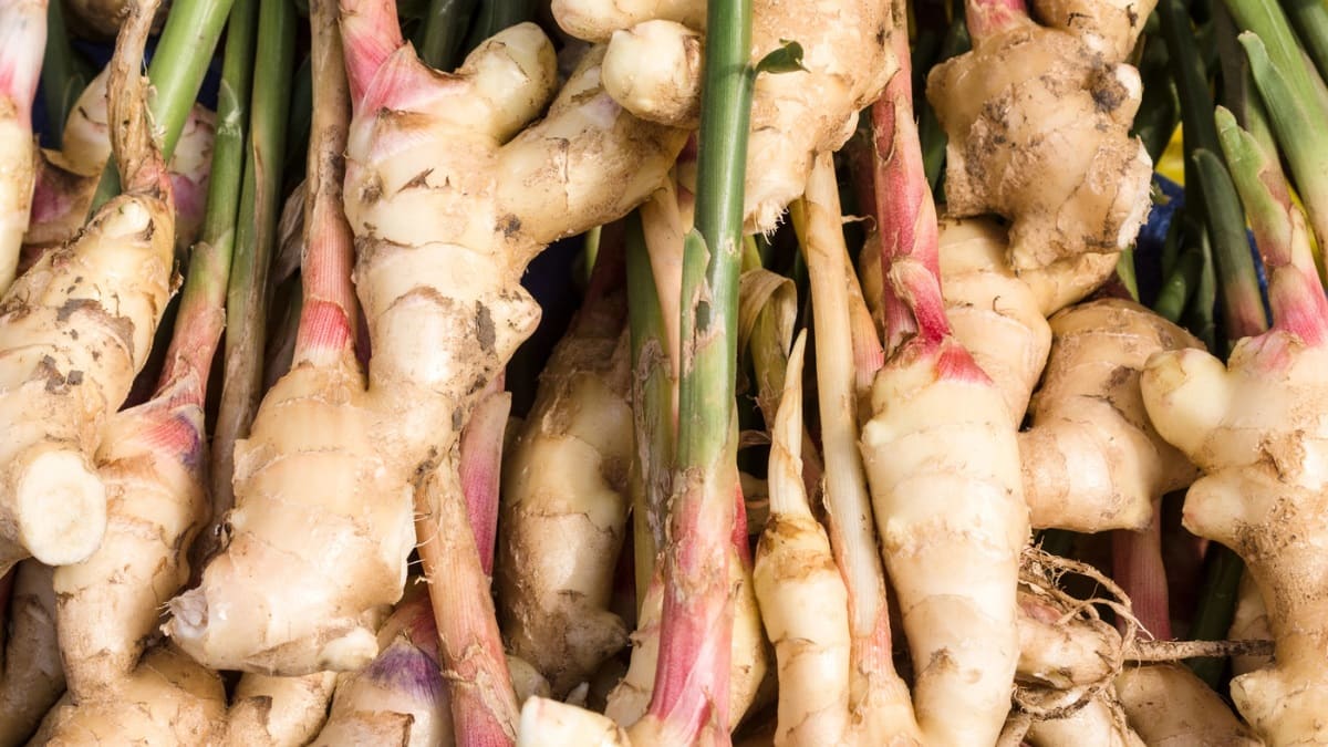 How to plant, grow and harvest ginger at home