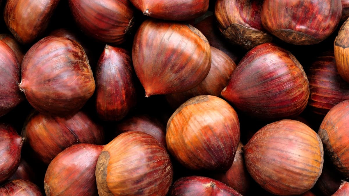 Types of nuts